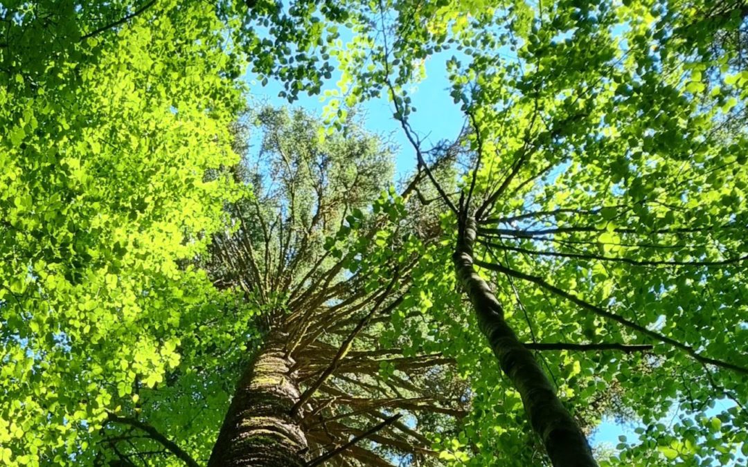 Formation biodiversité en ligne (1j)