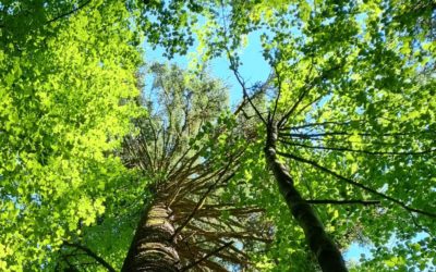 Formation biodiversité en ligne (1j)